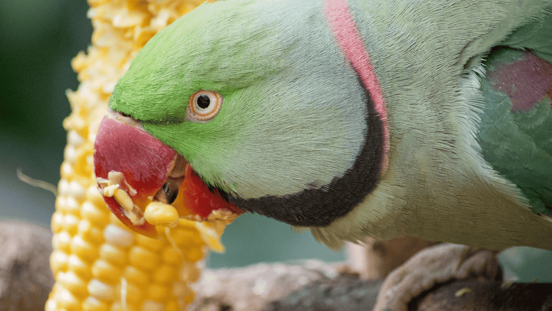 Papagaio pode comer milho?