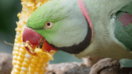 Papagaio pode comer milho?