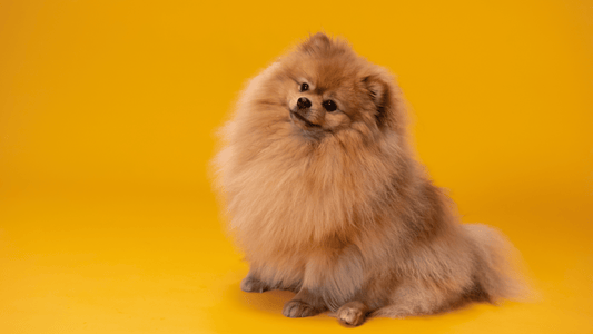 Nomes para cachorro: escolha o que mais combina com seu peludo!